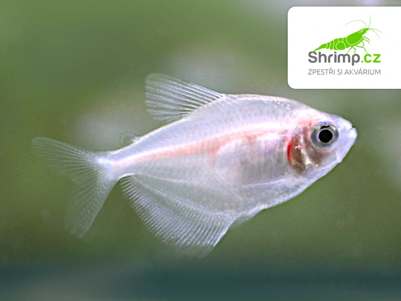Tetra albin černá - Gymnocorymbus ternetzi albino