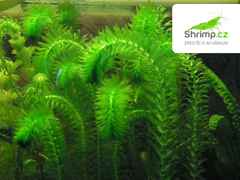 Elodea densa - svazek