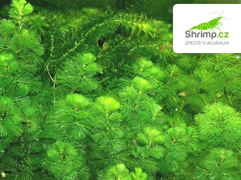 Cabomba caroliniana – pohár Ø 12 cm