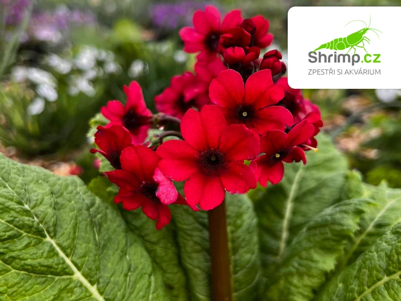Primula japonica "Millers Crimson" – košík 9×9 cm