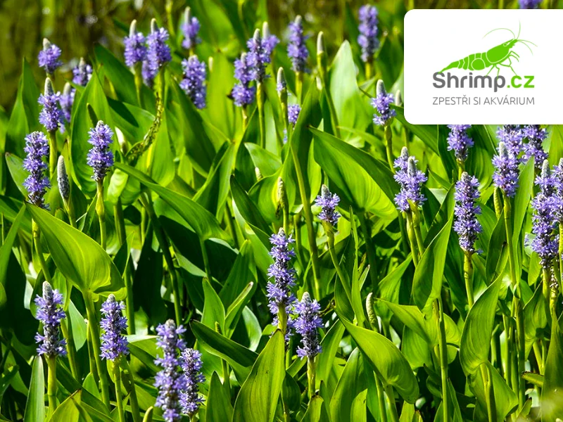 Pontederia cordata "Pink Pons" – košík 9x9 cm