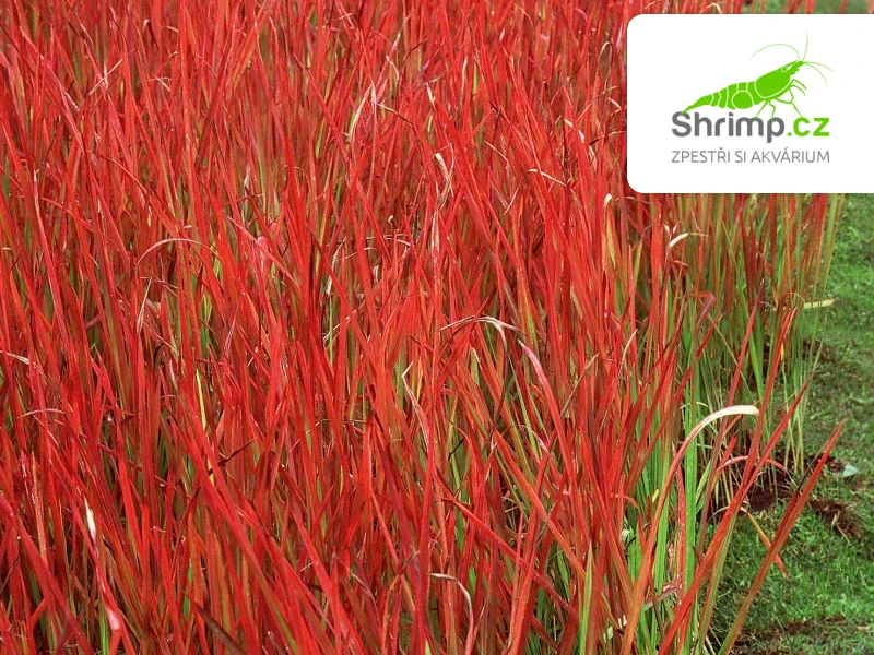 Imperata cylindrica 'Red Baron' – košík 9x9 cm