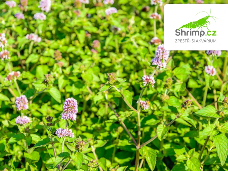 Mentha aquatica – košík 9x9 cm