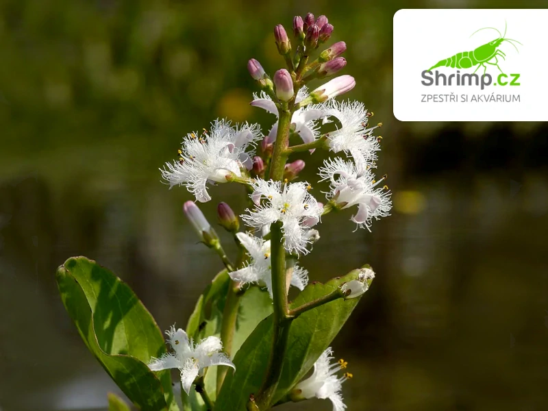 Menyanthes trifoliata – košík 9x9 cm