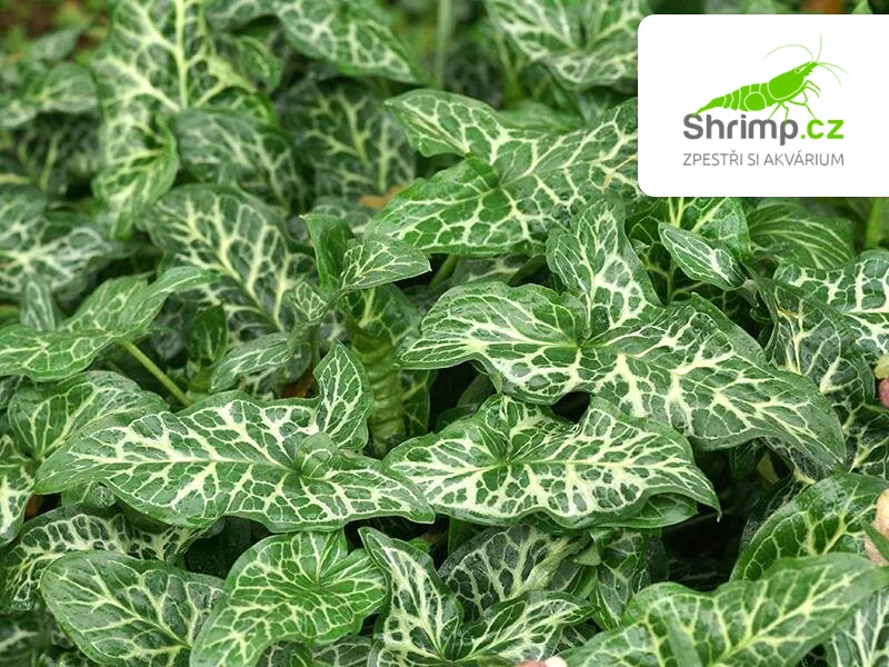 Arum italicum – košík 9x9 cm