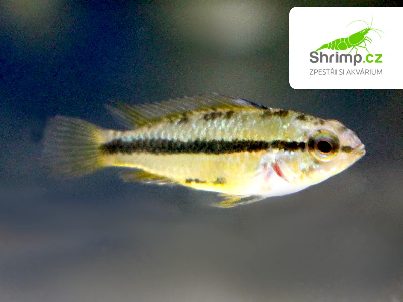 Cichlidka Schulzova - Apistogramma trifasciata