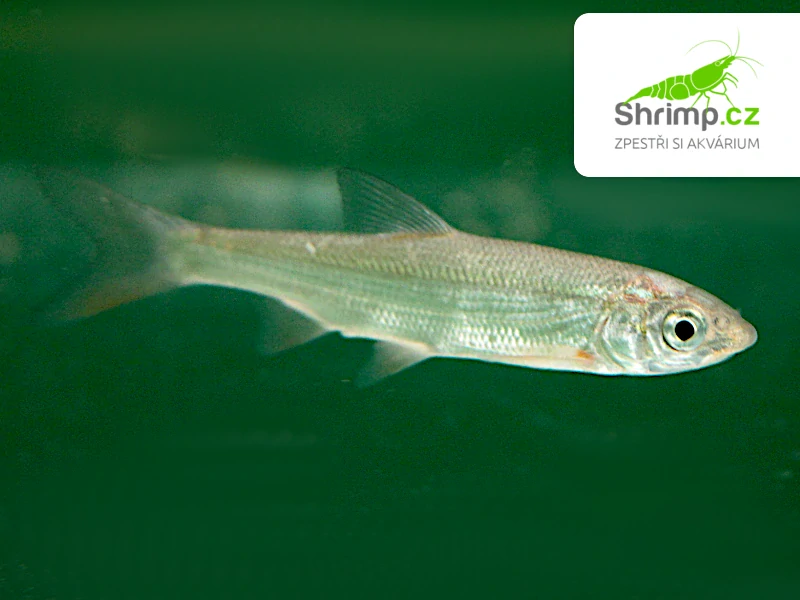 Ostroretka stěhovavá - Chondrostoma nasus