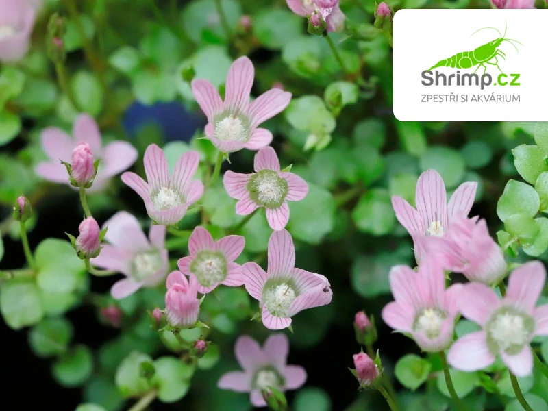 Anagallis tenella – košík 11x11 cm