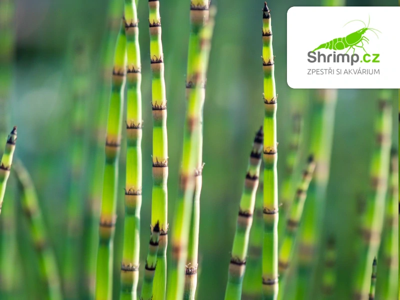 Equisetum japonicum – košík 9x9 cm
