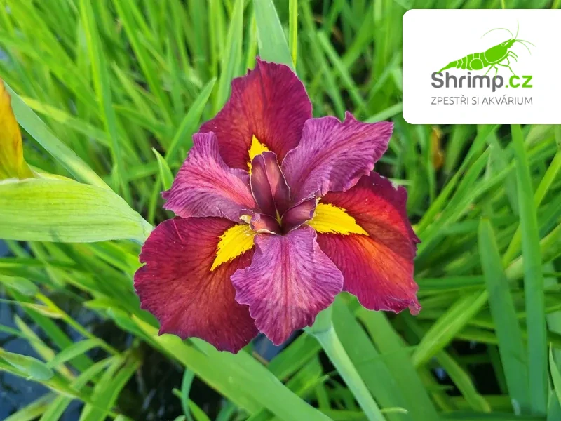Iris 'Ann Chowning' – košík 9x9 cm