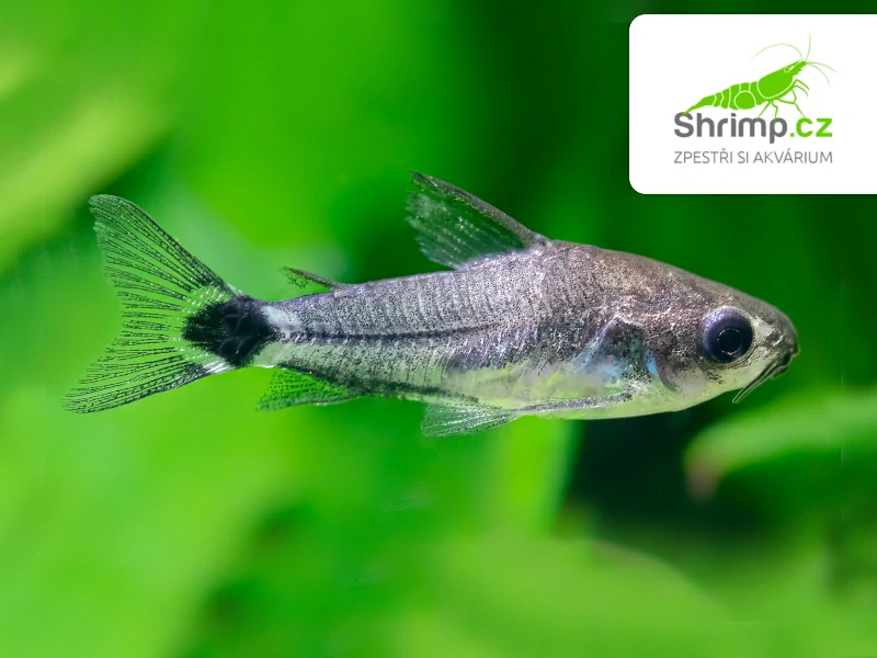 Pancéřníček trpasličí - Corydoras hastatus