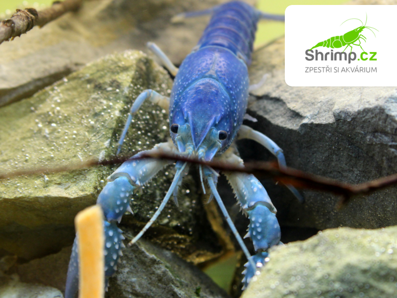 Rak floridský - Procambarus alleni