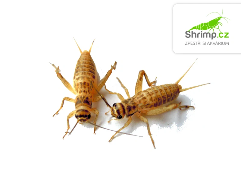 Cvrček domácí (Acheta domestica) M 70 ks – živé krmivo