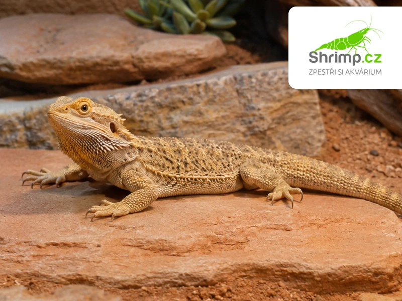 Agama vousatá - Pogona vitticeps