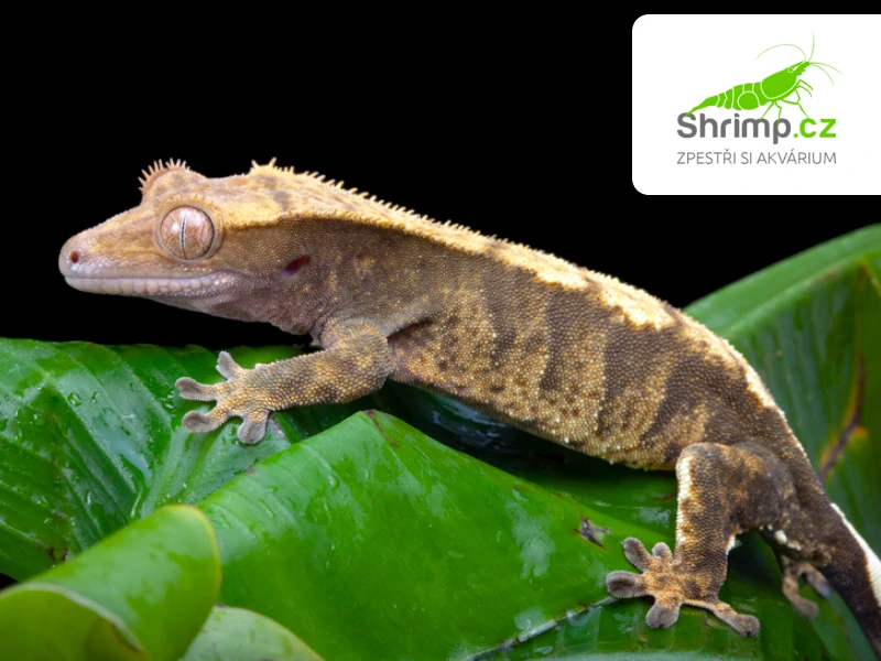 Pagekon řasnatý – Correlophus ciliatus
