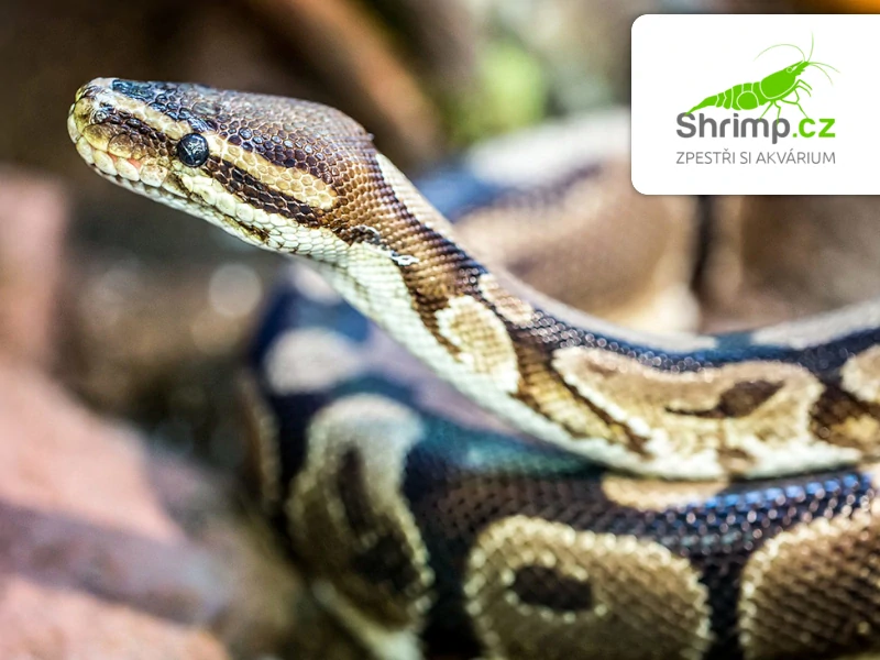 Krajta královská – Python regius