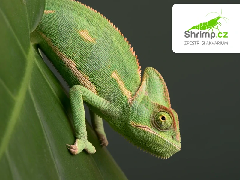 Chameleon jemenský samec – Chamaeleo calyptratus
