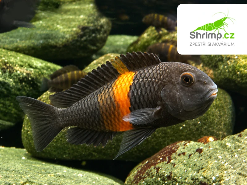 Tlamovec Black Bemba – Tropheus sp. black "Bemba"