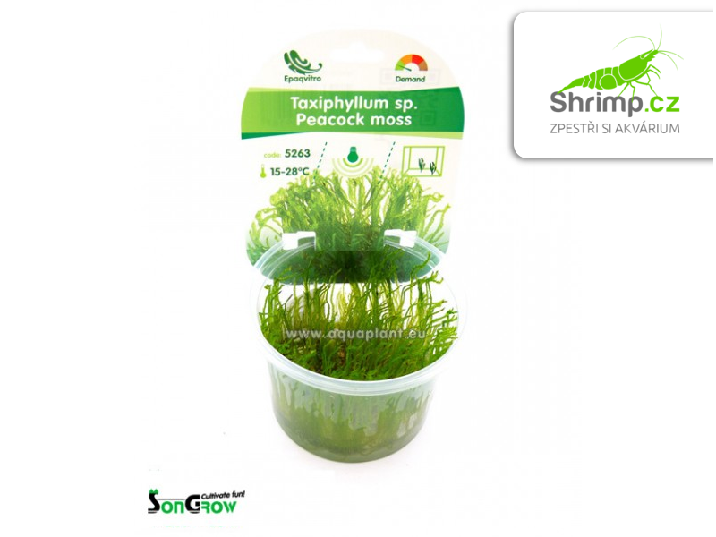 Peacock Moss - Taxiphyllum spec. - in vitro 100 ml