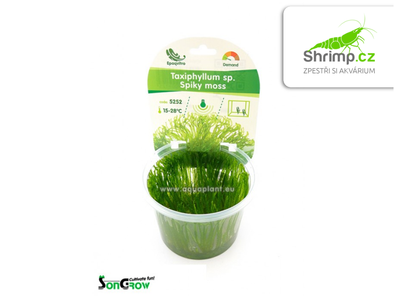 Spiky Moss - Taxiphyllum spec. - in vitro 100 ml