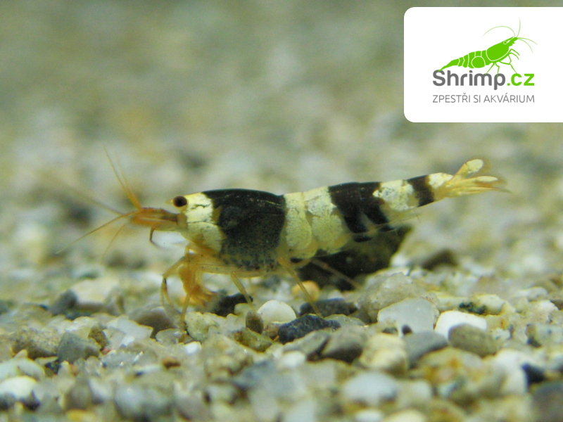 Crystal Black  (Caridina cf. cantonensis)