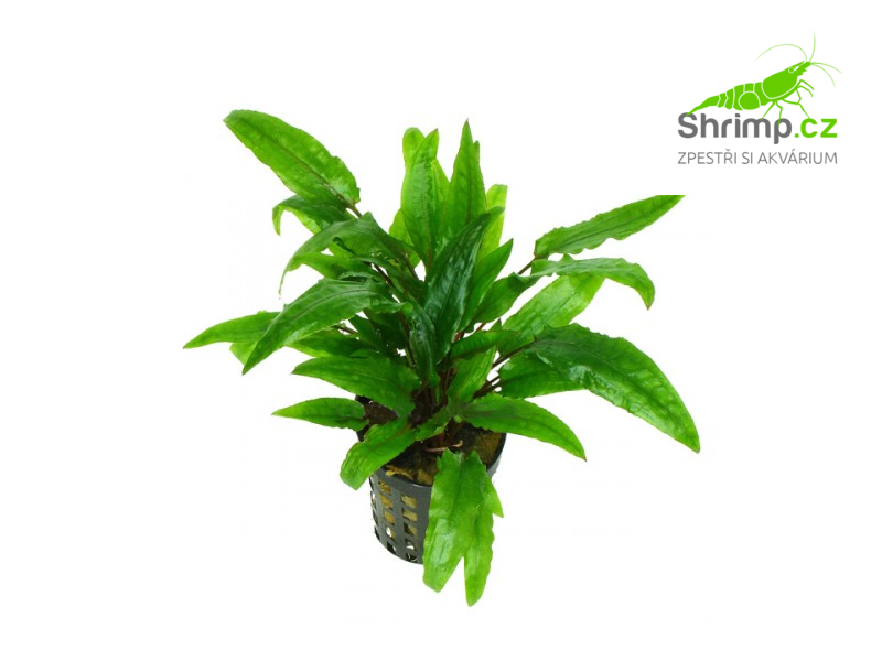 Kryptokoryna 'Green crisped leaf' - košík