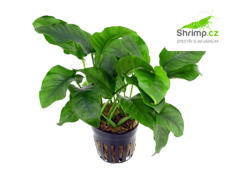 Anubias barteri - košík