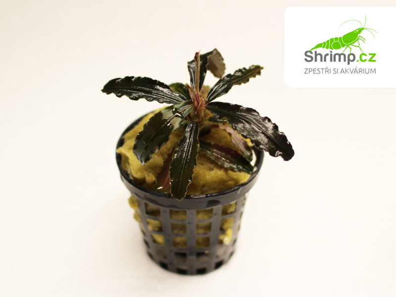 Bucephalandra Godzilla Kedagang red - košík