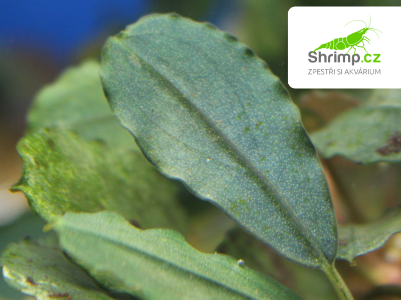 Bucephalandra 'Super Blue Central Kalimantan' - svazek