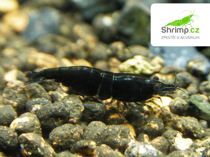 Black rose - Neocaridina davidi