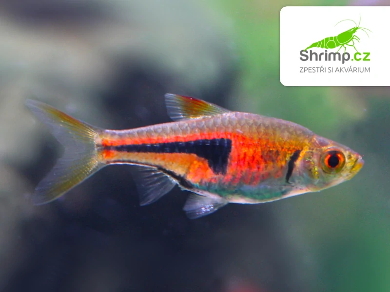 Razbora Espeho 10 ks - Rasbora espei
