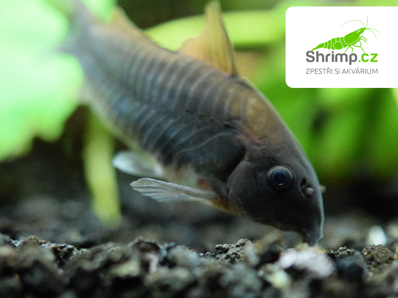 Pancéřníček Black Venezuela - Corydoras aeneus