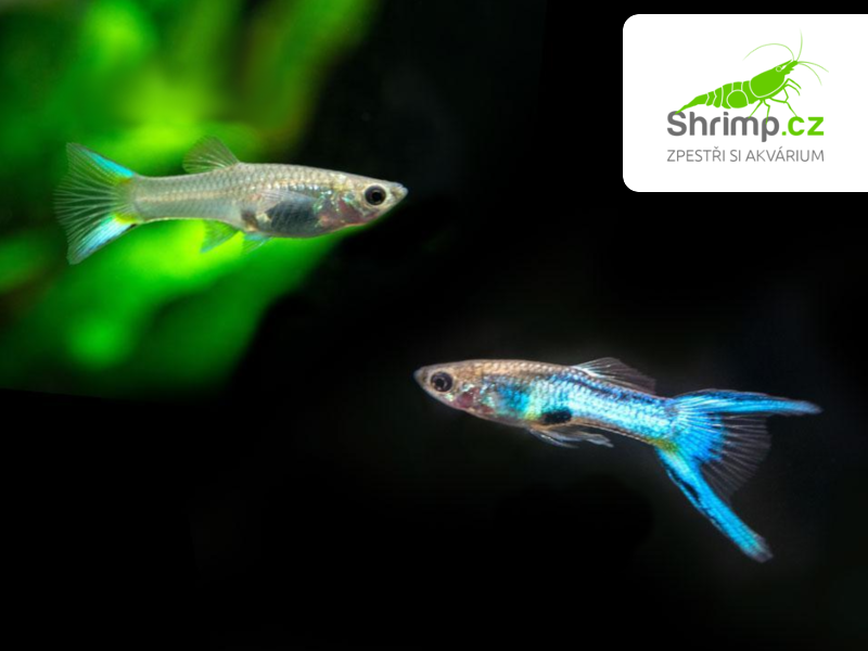 Živorodka Wingeova Japan blue - sameček