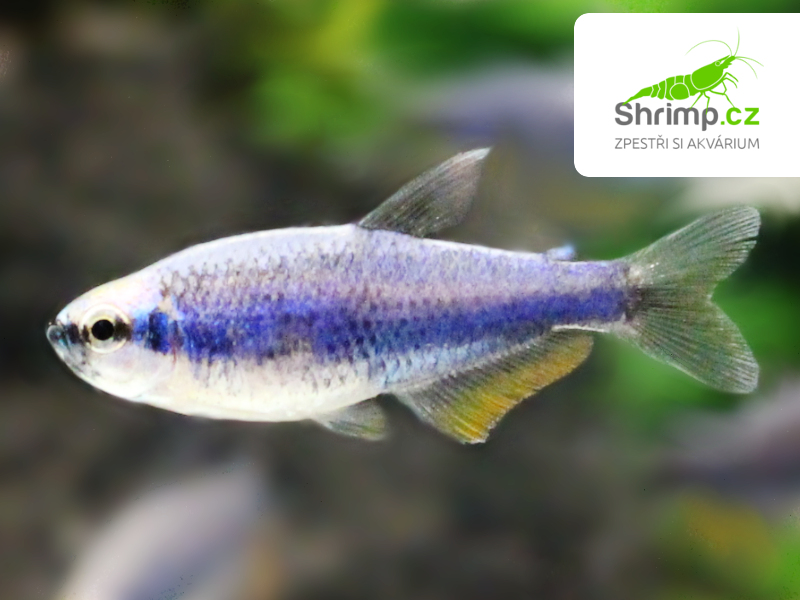 Tetra královská Super blue - Inpaichthys kerri