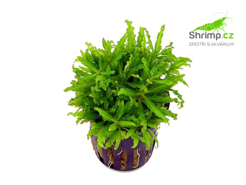 Pogostemon helferi - košík