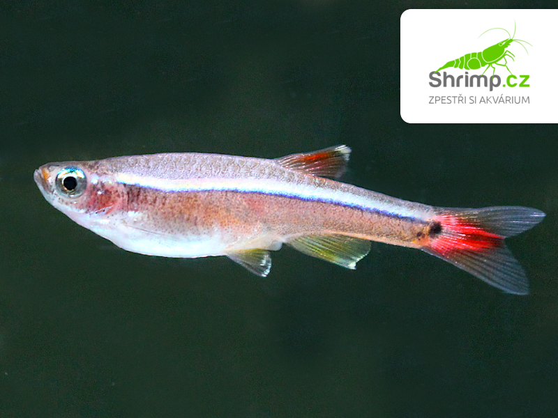 Kardinálka čínská 30 ks - Tanichthys albonubes