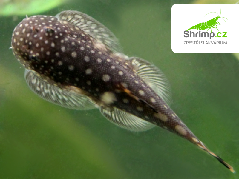Přísavník hřebenitý – Gastromyzon ctenocephalus