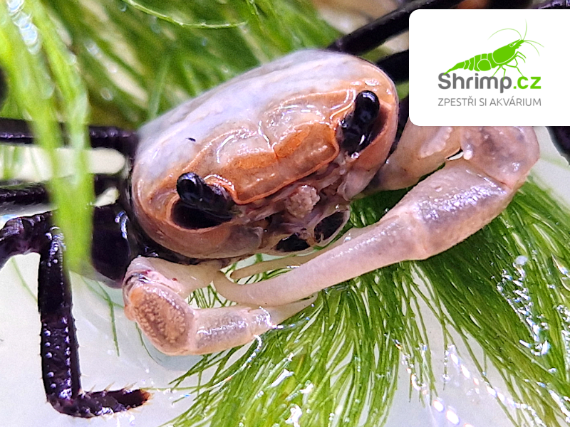 Krab Panda - Lepidothelphusa cognetti