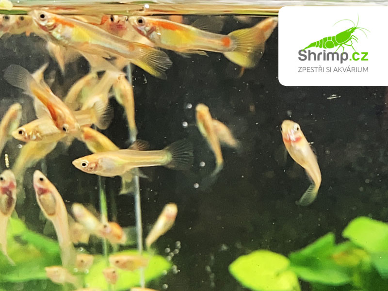 Živorodka Wingeova Gold/Yellow mix