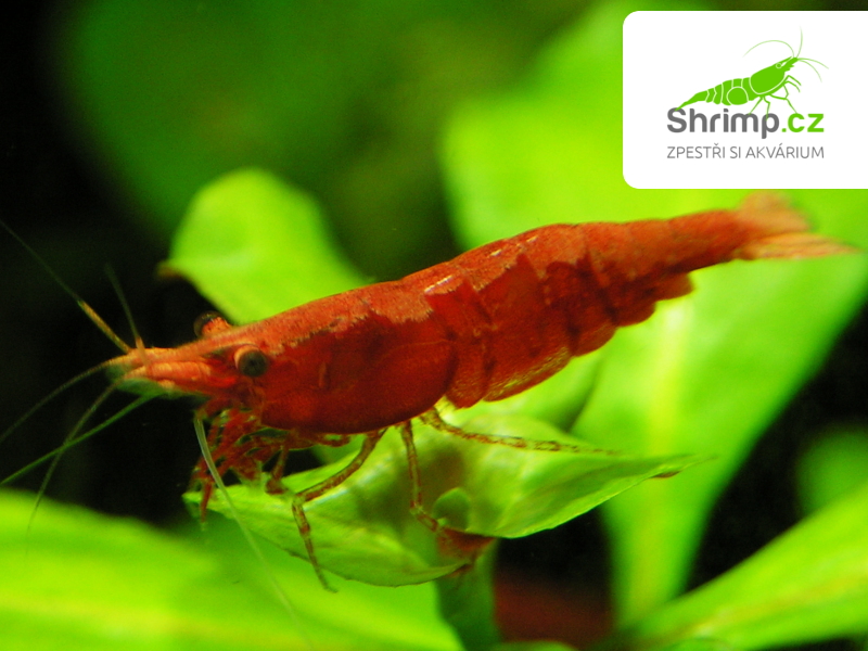 Red sakura 10 ks - Neocaridina davidi