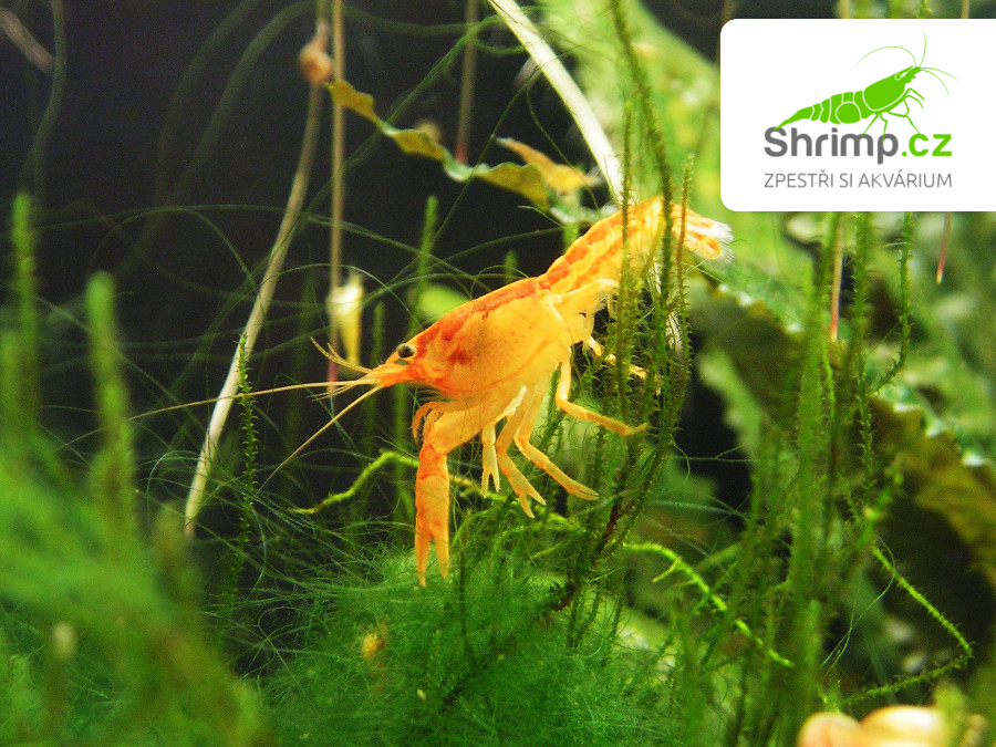 CPO mini ráček 5 ks - Cambarellus patzcuarensis orange