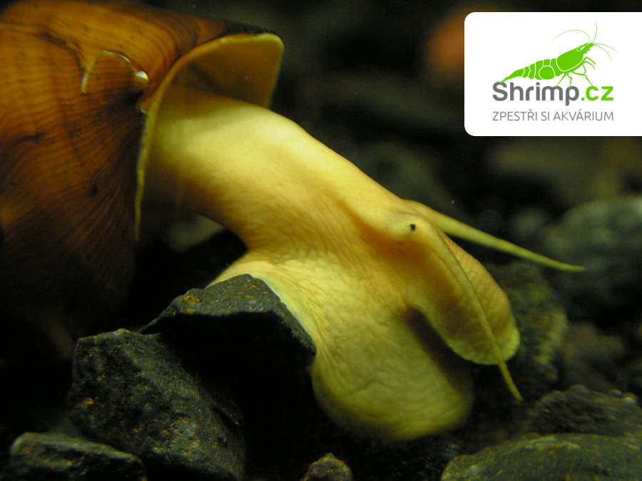 Plž Pagodula 10 ks - Brotia pagodula