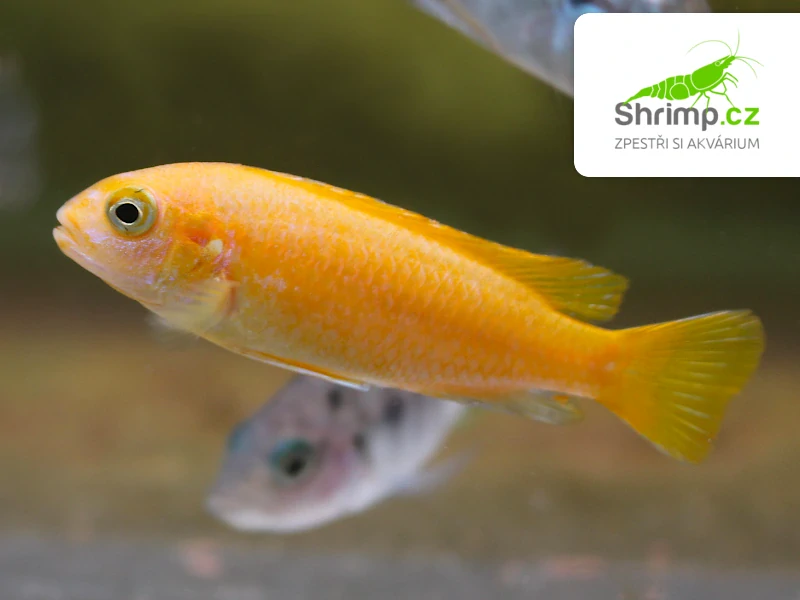 Tlamovec Melanochromis interruptus