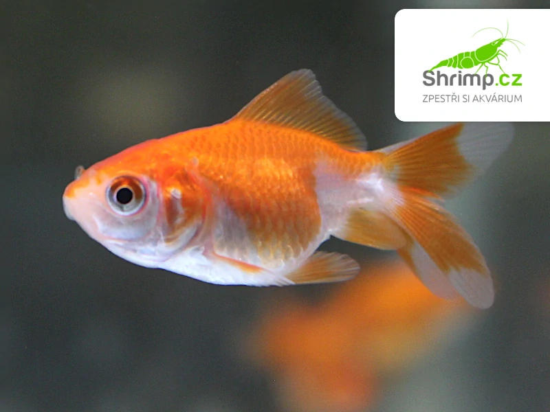 Závojnatka Red&white - Carassius auratus
