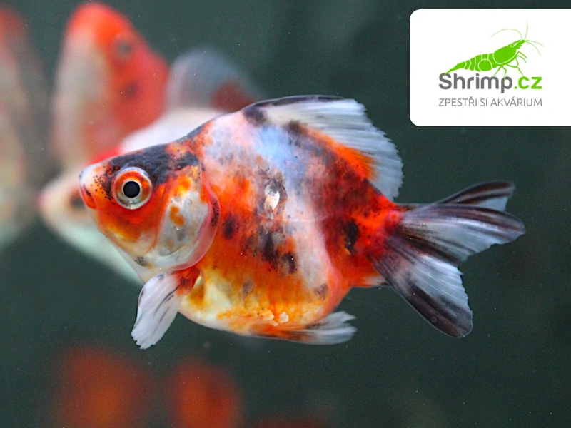 Závojnatka Calico - Carassius auratus