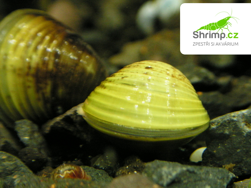 Škeble - Korbikula jávská