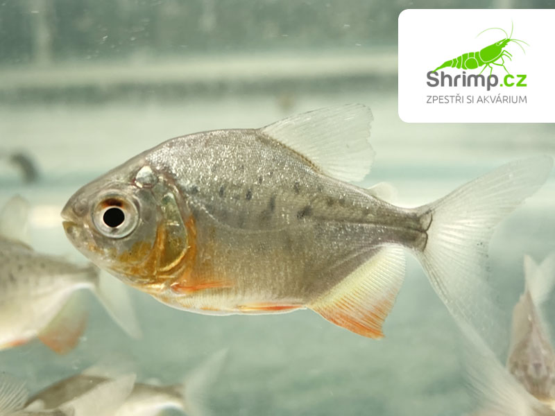 Piraňa rostlinožravá - Piaractus brachypomus