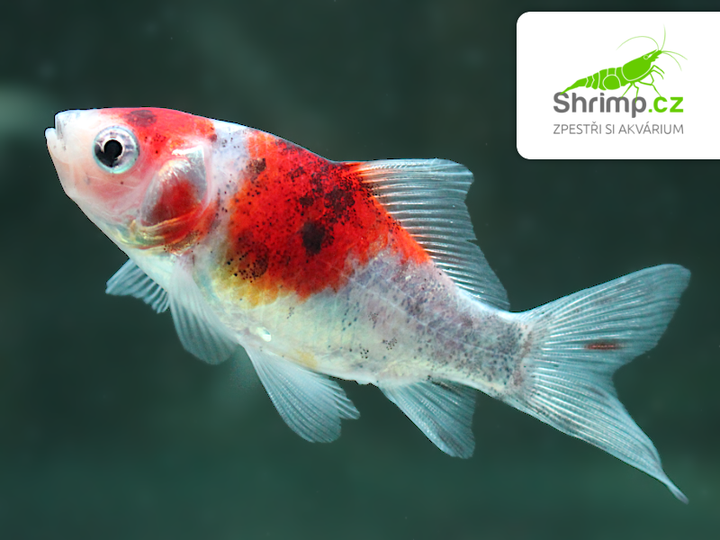 Karas Shubunkin 5-6 cm - Carassius auratus (DO JEZÍRKA)