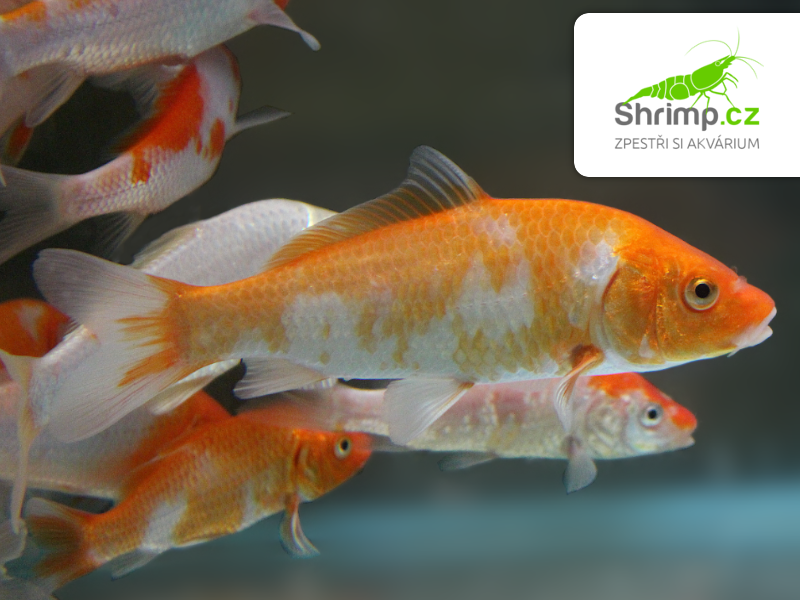 Koi kapr červeno bílý 6-8 cm - Cyprinus carpio (DO JEZÍRKA)