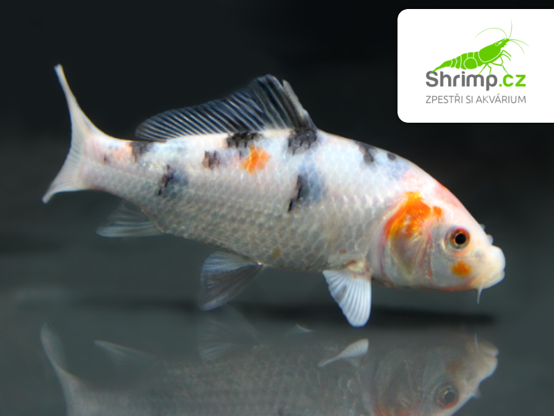 Koi kapr tricolor 6-8 cm - Cyprinus carpio (DO JEZÍRKA)
